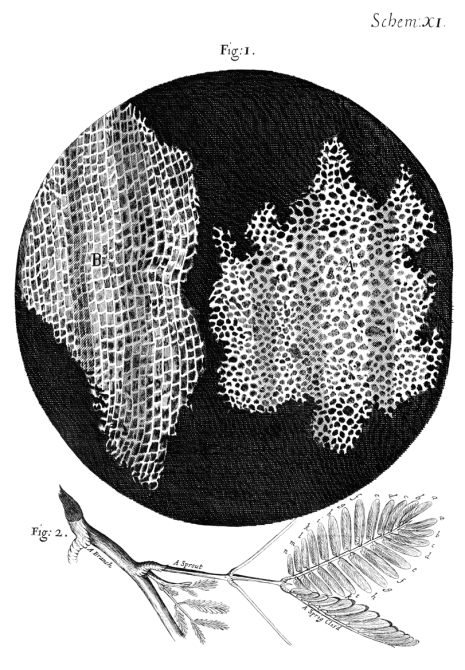 Cork_Micrographia_Hooke