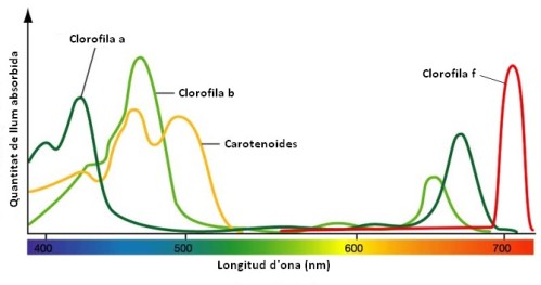 Chlorophyll-f-spectrum