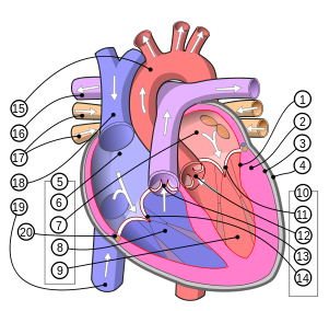 301px-Diagram_of_the_human_heart_(multilingual_2).svg